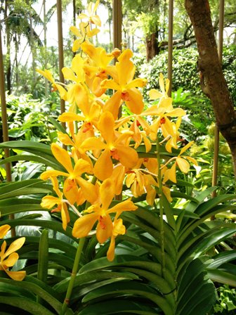 Singapur orhidee