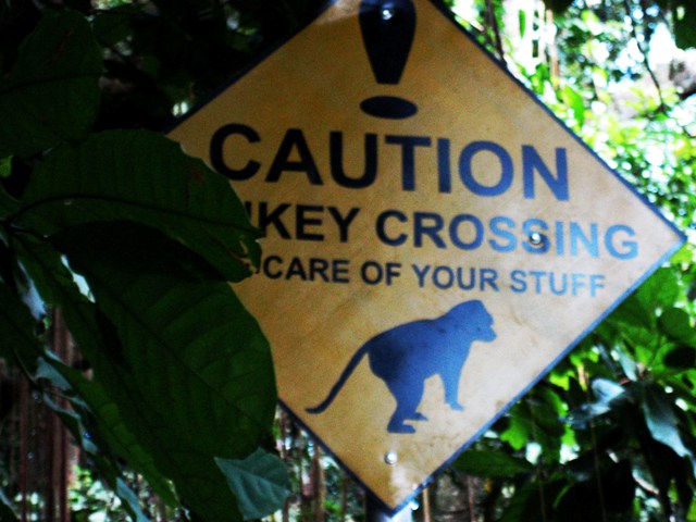 monkey crossing
