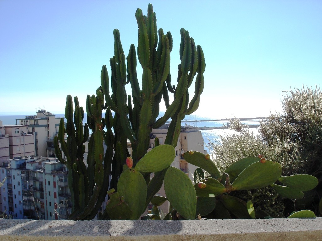 planeerida reisi - kaktused ja meri