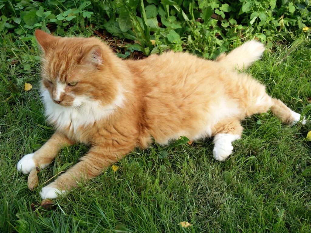 rahulolev kass on oma aias