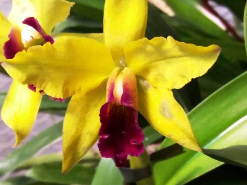 orhidee botaanikaaias