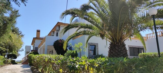 Algarve palmid