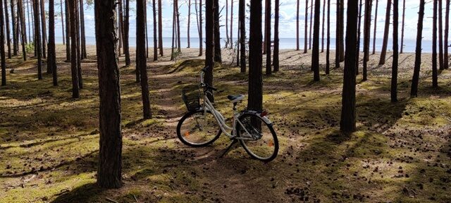 jalgratas metsas