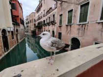 Veneetsia acqua alta ajal. 7. osa