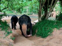 Elephant Freedom Project, Sri Lanka elephants. An animal’s lover dream